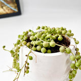 String Of Pearls (Senecio Rowleyanus) in Cheerful Reading Plant Pot