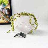 String Of Pearls (Senecio Rowleyanus) in Cheerful Reading Plant Pot