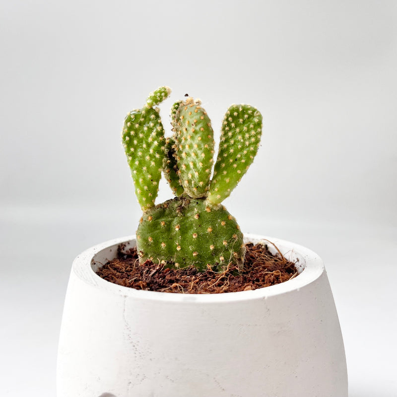 Bunny Ear Cactus in Smiling Reading Plant Pot