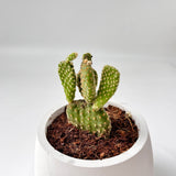 Bunny Ear Cactus in Smiling Reading Plant Pot