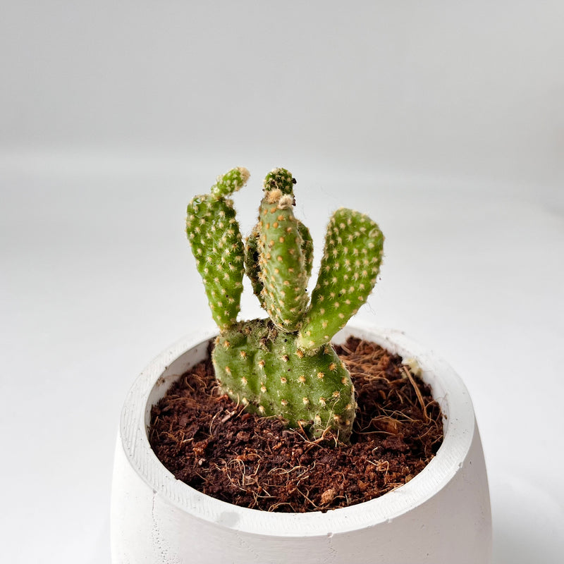 Bunny Ear Cactus in Smiling Reading Plant Pot