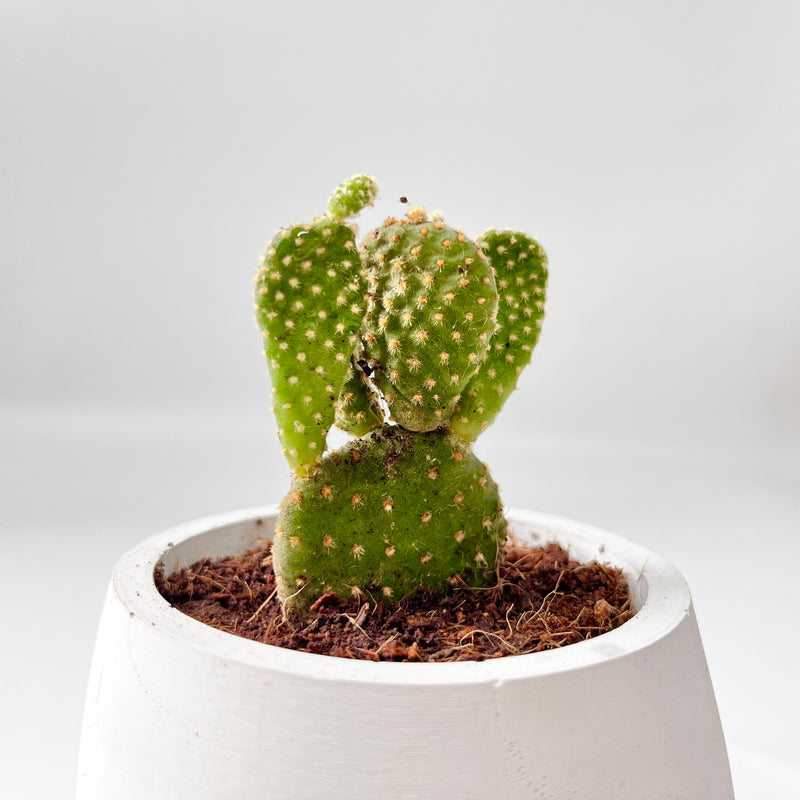 Bunny Ear Cactus in Smiling Reading Plant Pot