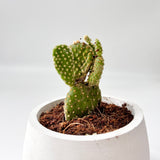 Bunny Ear Cactus in Smiling Reading Plant Pot