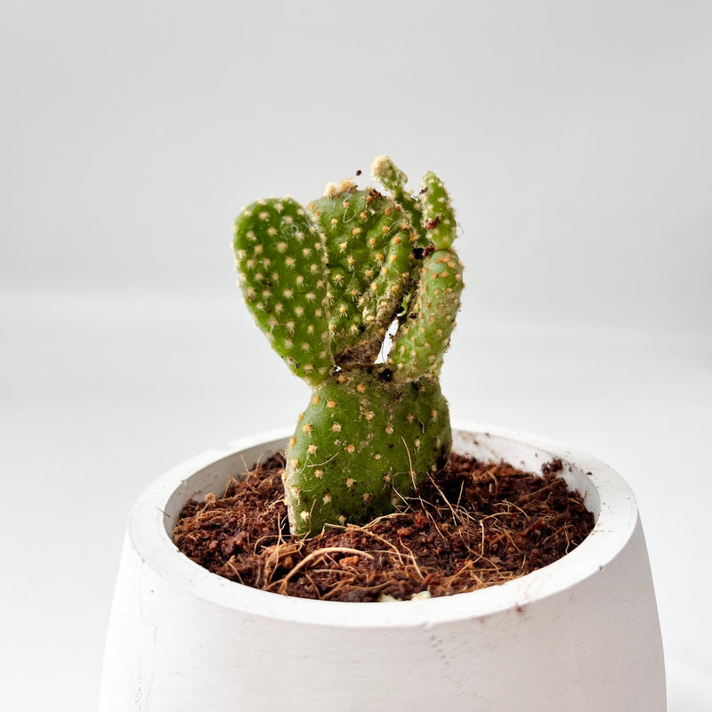 Bunny Ear Cactus in Smiling Reading Plant Pot