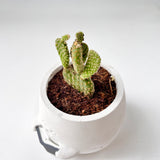 Bunny Ear Cactus in Smiling Reading Plant Pot