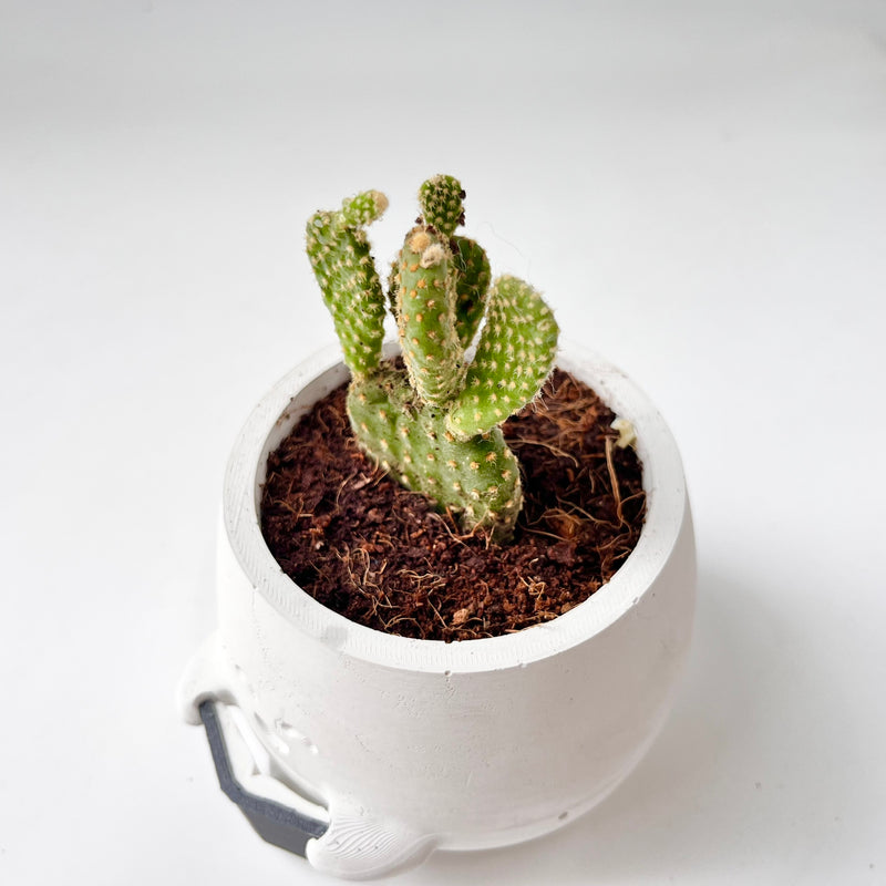 Bunny Ear Cactus in Smiling Reading Plant Pot