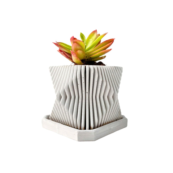 Crassula Campfire Plant in Mordent Plant Pot