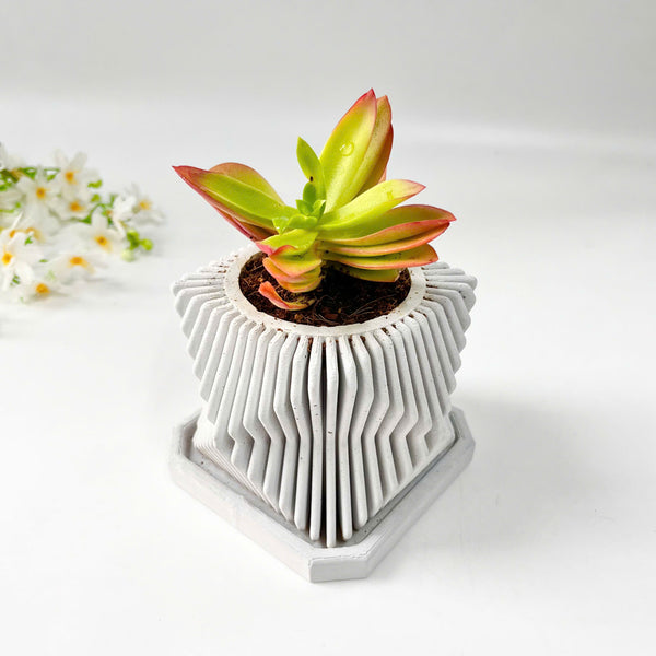 Crassula Campfire Plant in Mordent Plant Pot