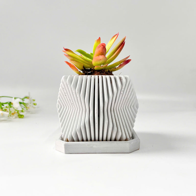 Crassula Campfire Plant in Mordent Plant Pot