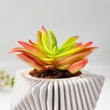 Crassula Campfire Plant in Mordent Plant Pot