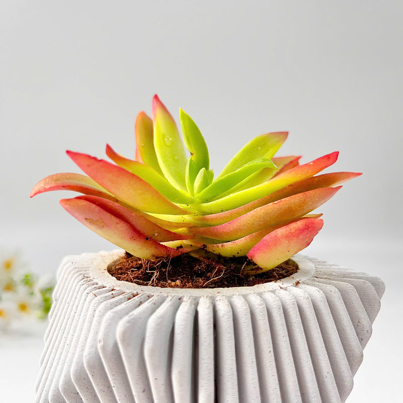 Crassula Campfire Plant in Mordent Plant Pot
