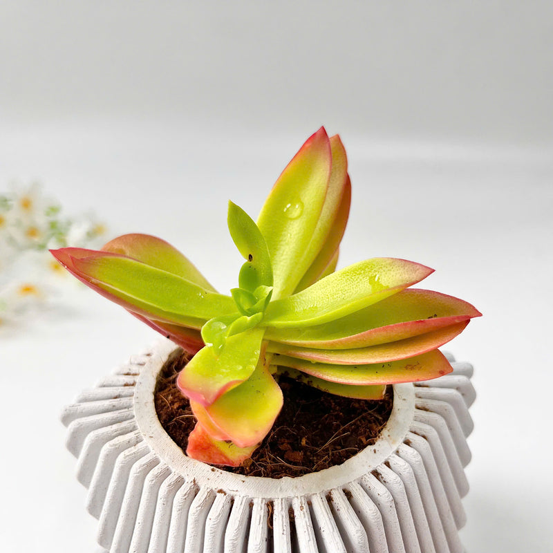 Crassula Campfire Plant in Mordent Plant Pot