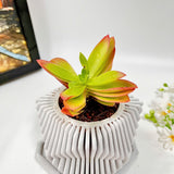 Crassula Campfire Plant in Mordent Plant Pot
