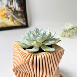 Echeveria Violet Queen Succulent in Modern Planter with A Drainage Tray