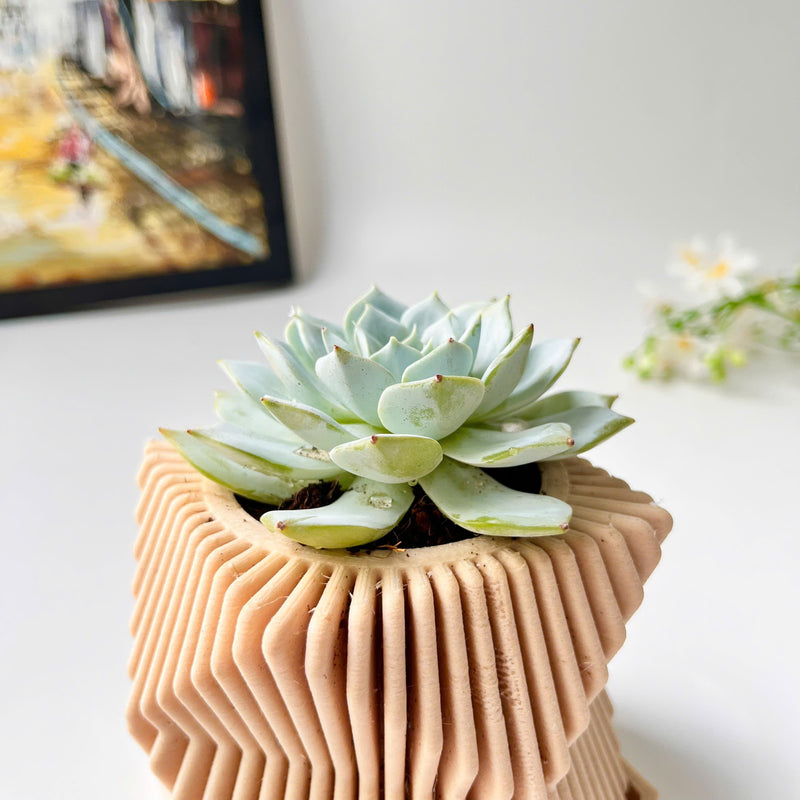 Echeveria Violet Queen Succulent in Modern Planter with A Drainage Tray