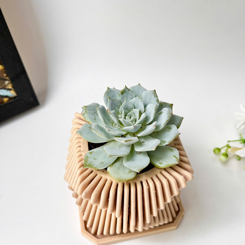 Echeveria Violet Queen Succulent in Modern Planter with A Drainage Tray
