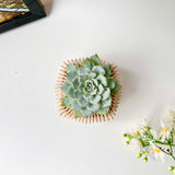 Echeveria Violet Queen Succulent in Modern Planter with A Drainage Tray