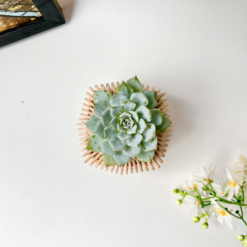 Echeveria Violet Queen Succulent in Modern Planter with A Drainage Tray