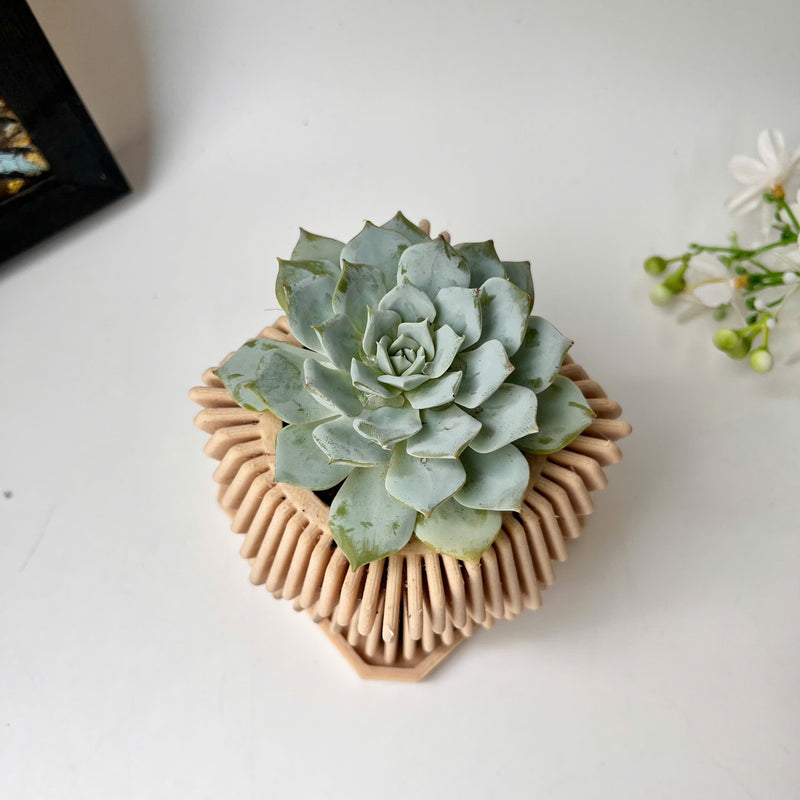 Echeveria Violet Queen Succulent in Modern Planter with A Drainage Tray