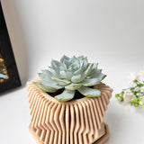 Echeveria Violet Queen Succulent in Modern Planter with A Drainage Tray
