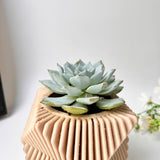 Echeveria Violet Queen Succulent in Modern Planter with A Drainage Tray