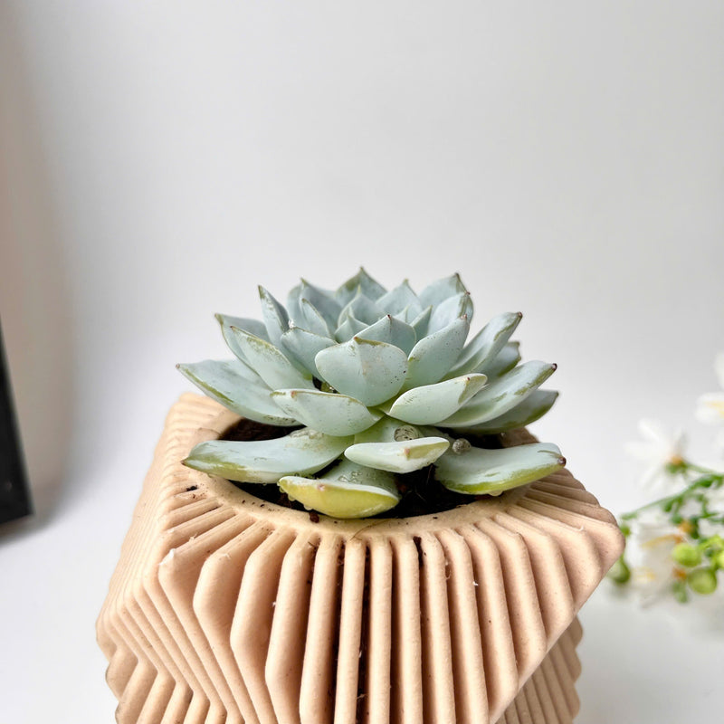 Echeveria Violet Queen Succulent in Modern Planter with A Drainage Tray