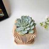 Echeveria Violet Queen Succulent in Modern Planter with A Drainage Tray