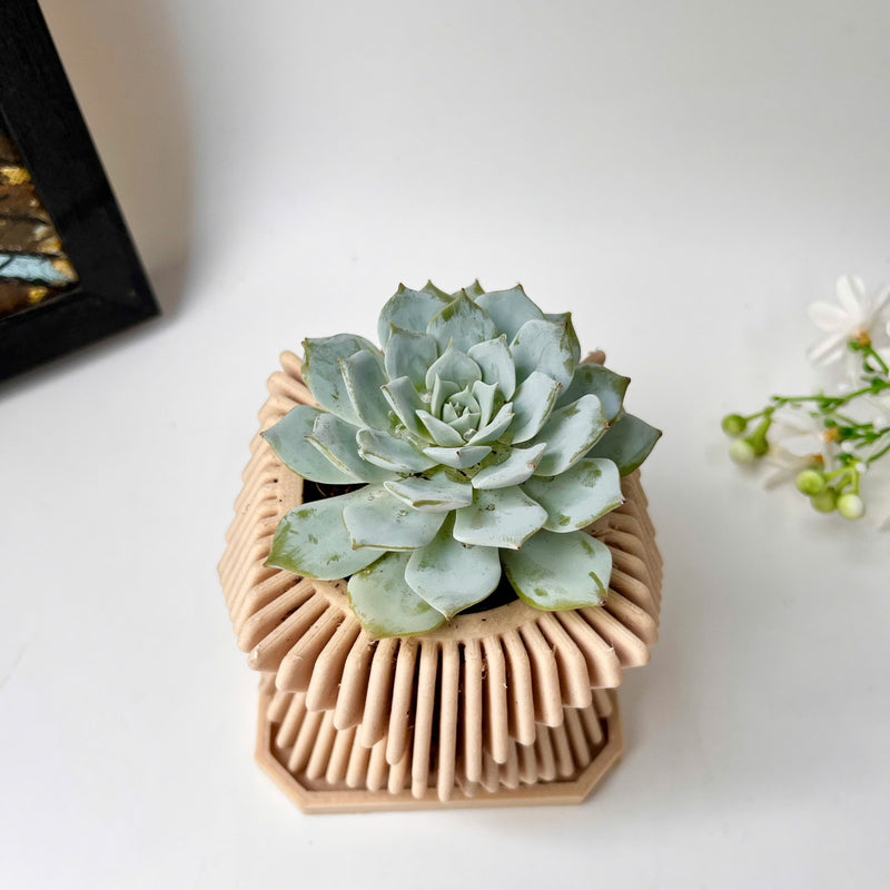 Echeveria Violet Queen Succulent in Modern Planter with A Drainage Tray