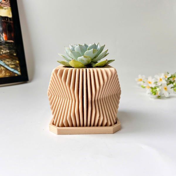 Echeveria Violet Queen Succulent in Modern Planter with A Drainage Tray