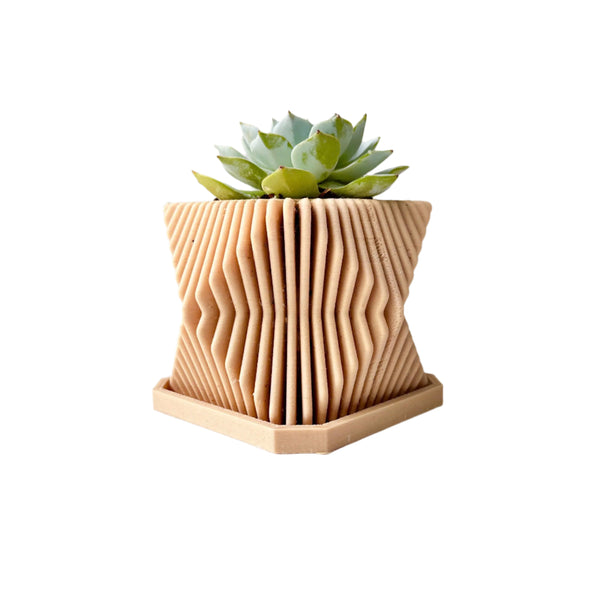 Echeveria Violet Queen Succulent in Modern Planter with A Drainage Tray