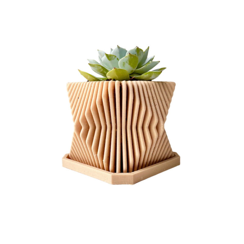 Echeveria Violet Queen Succulent in Modern Planter with A Drainage Tray