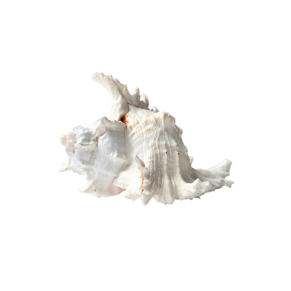 Decorative seashell