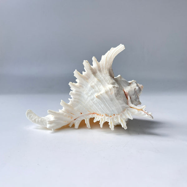 Decorative seashell