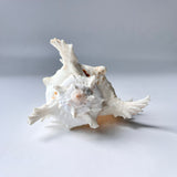 Decorative seashell