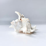 Decorative seashell