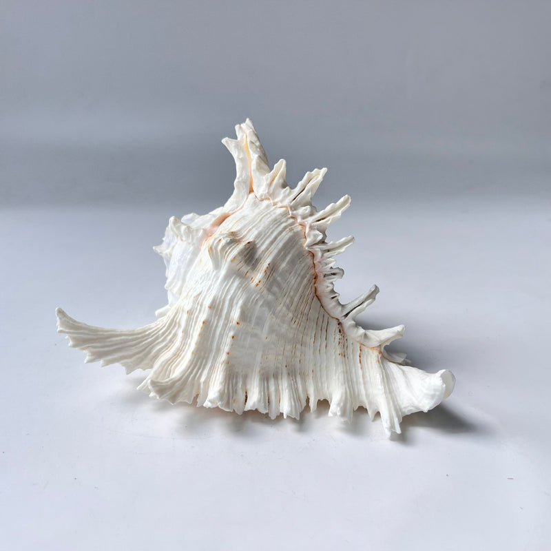 Decorative seashell