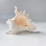 Decorative seashell