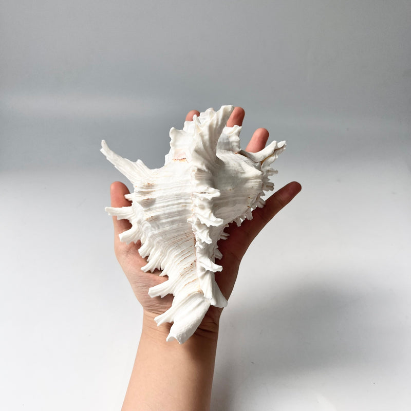 Decorative seashell