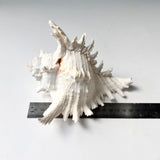 Decorative seashell