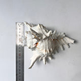 Decorative seashell