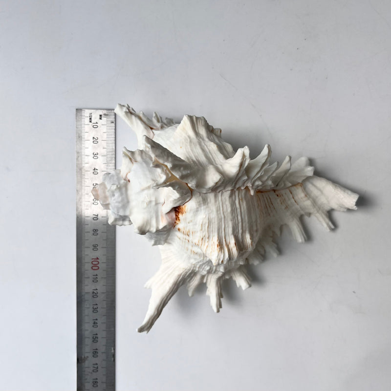 Decorative seashell