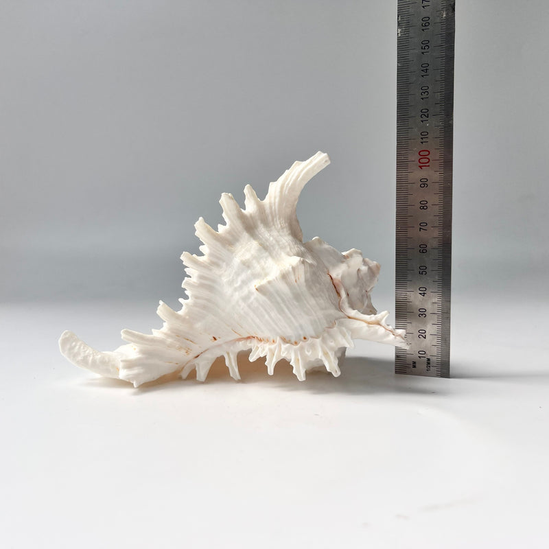 Decorative seashell