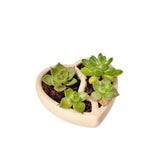 3D-Printed Heart-Shaped Plant Pot