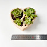 3D-Printed Heart-Shaped Plant Pot