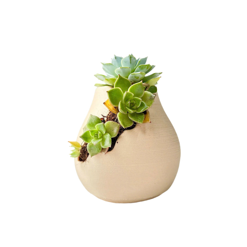 3D-Printed Planter With Cloud-Pattern Grooves
