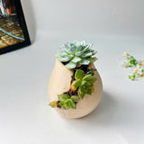 3D-Printed Planter With Cloud-Pattern Grooves
