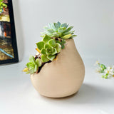 3D-Printed Planter With Cloud-Pattern Grooves