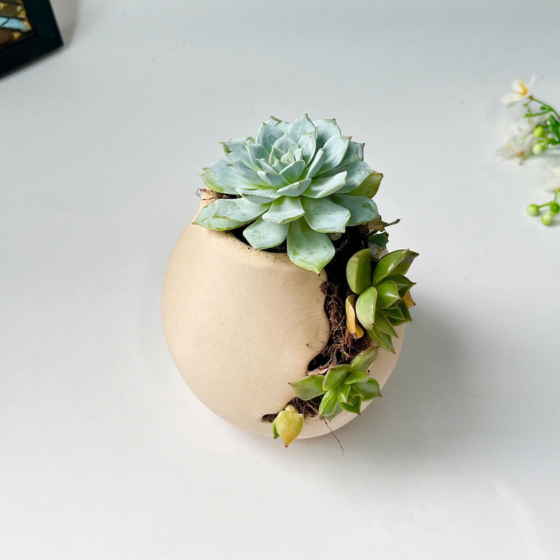 3D-Printed Planter With Cloud-Pattern Grooves