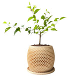 Honeycomb Plant Pot