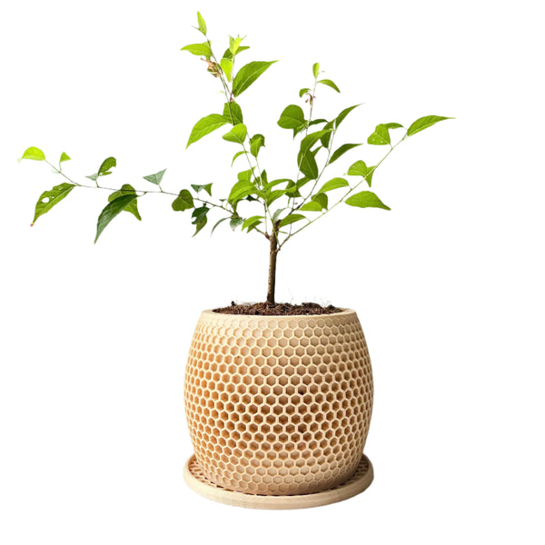 Honeycomb Plant Pot